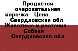 Продаётся очаровательная йорочка › Цена ­ 25 000 - Свердловская обл. Животные и растения » Собаки   . Свердловская обл.